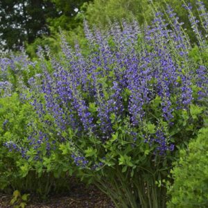 Baptisia 'Blueberry Sundae'  - Decadence® Blueberry Sundae False Indigo