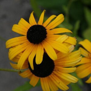 Rudbeckia fulgoda var speciosa 'Blovi'  - Viettes Little Suzy Black-Eyed Susan