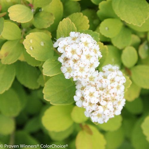 Spiraea betulifolia 'Tor Gold' - Glow Girl® Birchleaf Spirea - Image 2