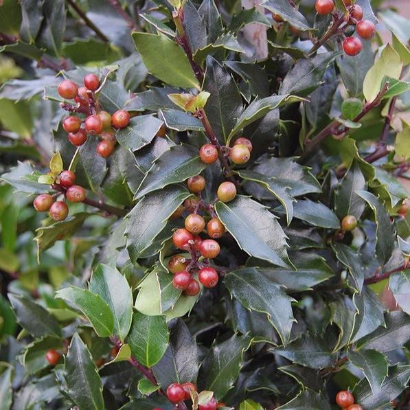 Ilex x meserveae 'Blue Maid' - Blue Maid Holly