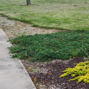 Juniperus horizontalis 'Wiltonii'  - Blue Rug Juniper