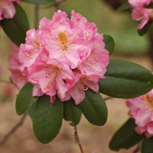 Rhododendron 'Scintillation'  - Scintillation Rhododendron