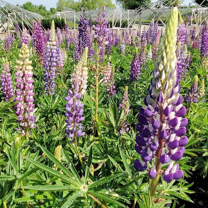 Lupinus 'Russell Hybrids Mix' - Russell Hybrids Mix Lupine - Image 3