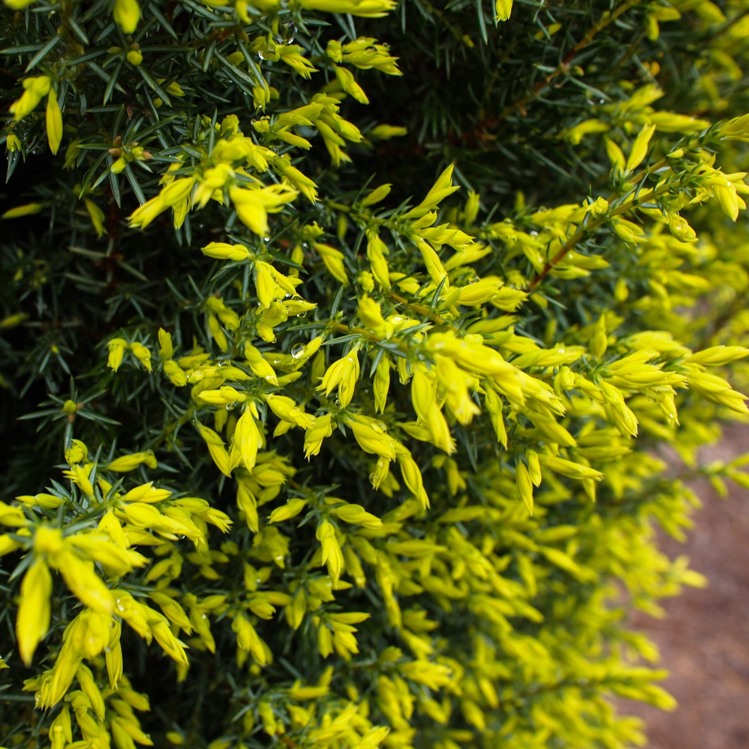 Juniperus communis 'Gold Cone' - Gold Cone Juniper - Image 3