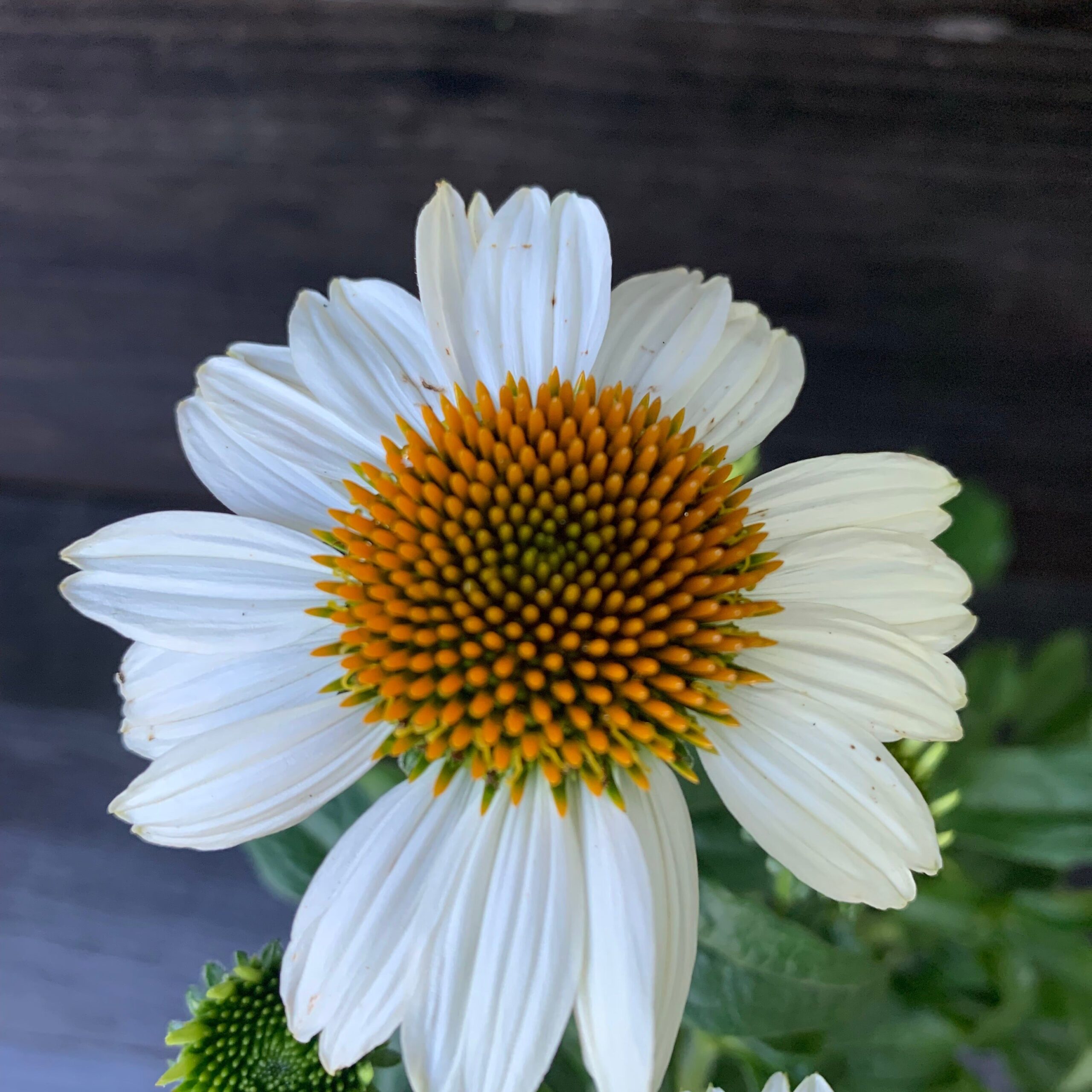 Echinacea purpurea 'PowWow White' - PowWow® White Echinacea, Coneflower - Image 8