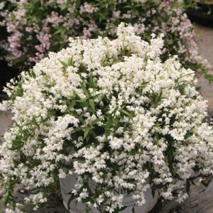 Deutzia sp. 'NCDX1' PP25,916  - Yuki Snowflake® Deutzia