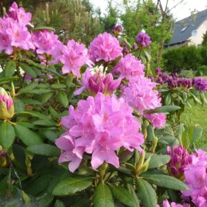 Rhododendron 'Roseum Elegans'  - Roseum Elegans Rhododendron