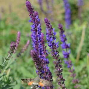 Salvia nemorosa 'ALKLF' PP #28,393  - Blue Bouquetta Meadow Sage