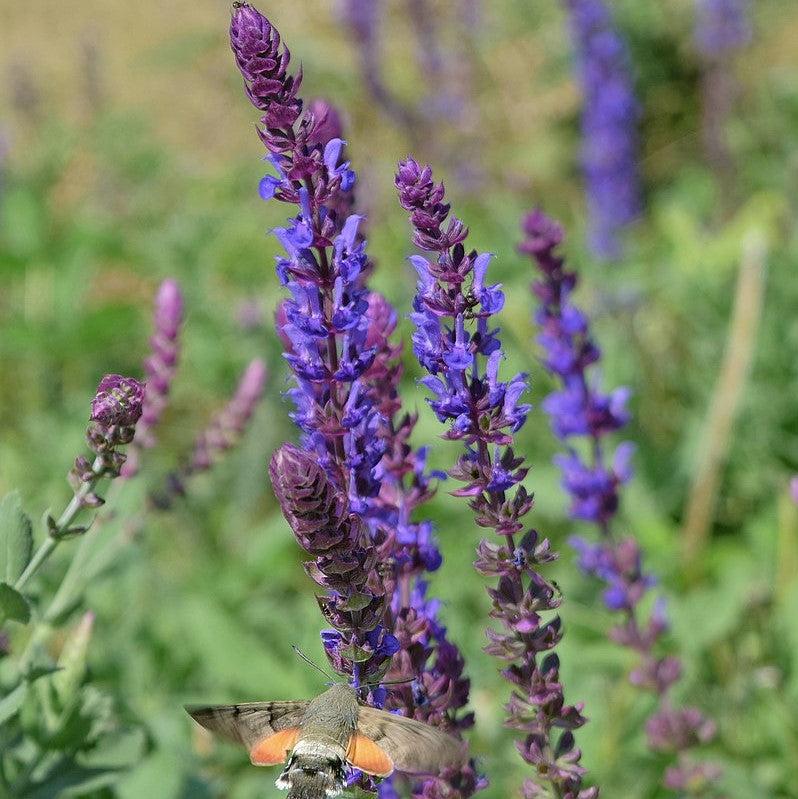 Salvia nemorosa 'ALKLF' PP #28,393 - Blue Bouquetta Meadow Sage