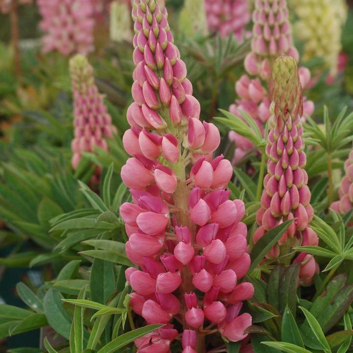 Lupinus 'Gallery Pink' - Gallery Pink Lupine - Image 2