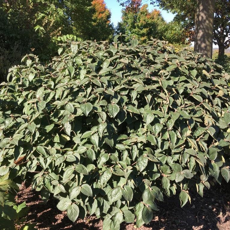 Viburnum carlesii ‘Select A’ - Spice Island™ Korean Spice Viburnum - Image 2