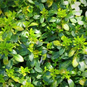 Ilex glabra 'Densa'  - Densa Inkberry Holly