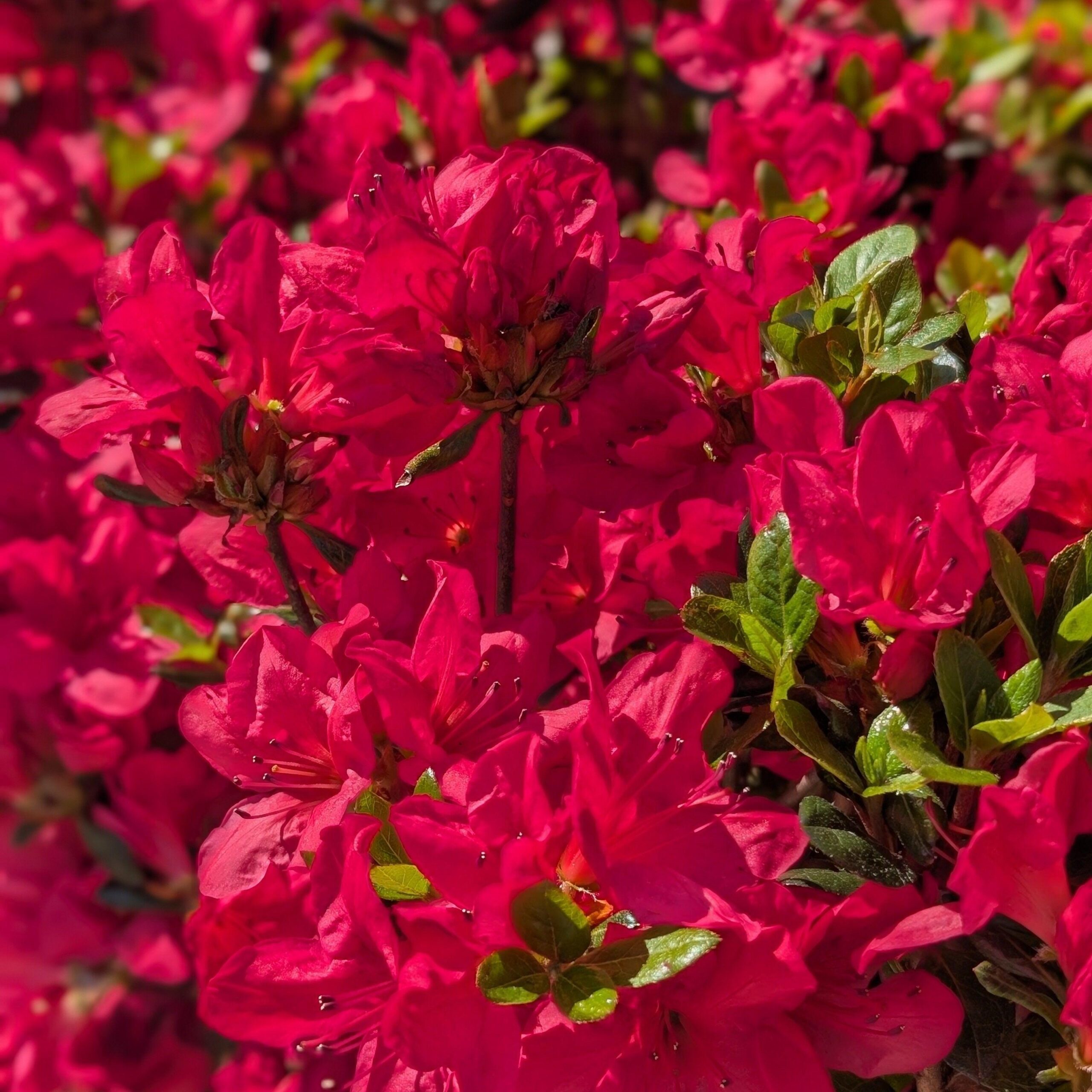 Azalea kaempferi 'Johanna' - Johanna Azalea - Image 5