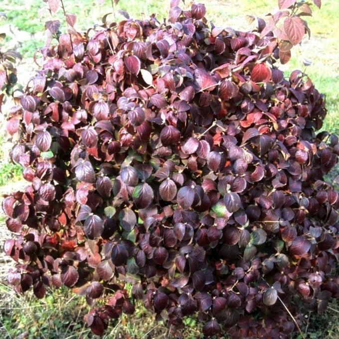 Viburnum carlesii ‘Select A’ - Spice Island™ Korean Spice Viburnum - Image 5