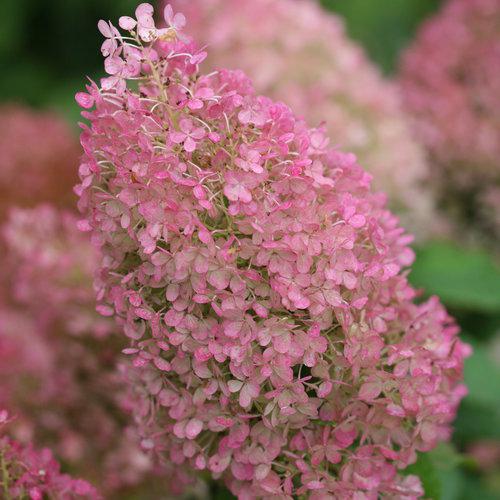 Hydrangea paniculata 'Ilvobo' PP22782 - Proven Winners® Color Choice® Bobo® Hydrangea - Image 3