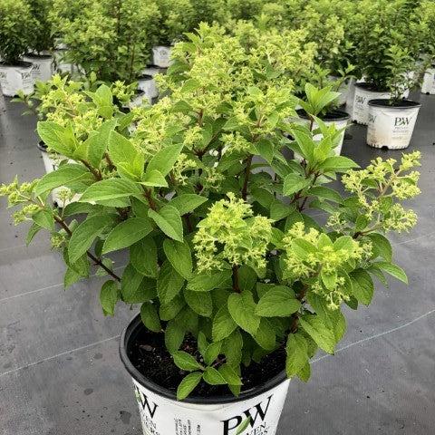 Hydrangea paniculata 'Ilvobo' PP22782 - Proven Winners® Color Choice® Bobo® Hydrangea - Image 4