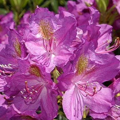 Rhododendron x 'Lee's Dark Purple' - Lee's Dark Purple Rhododendron - Image 2