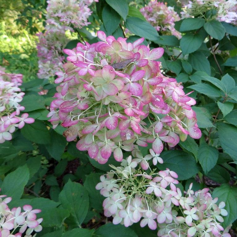 Hydrangea paniculata 'Limelight' - Proven Winners® Limelight® Hydrangea - Image 2