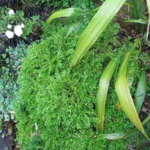 Buxus microphylla 'Tide Hill'  - Tide Hill Boxwood