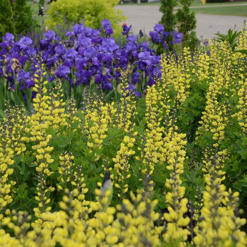Baptisia 'Lemon Meringue' - Decadence® Lemon Meringue Baptisia - Image 3