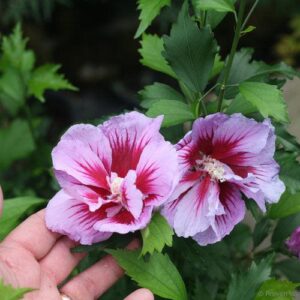 Hibiscus syriacus 'Gandini Santiago'  - Purple Pillar® Rose of Sharon