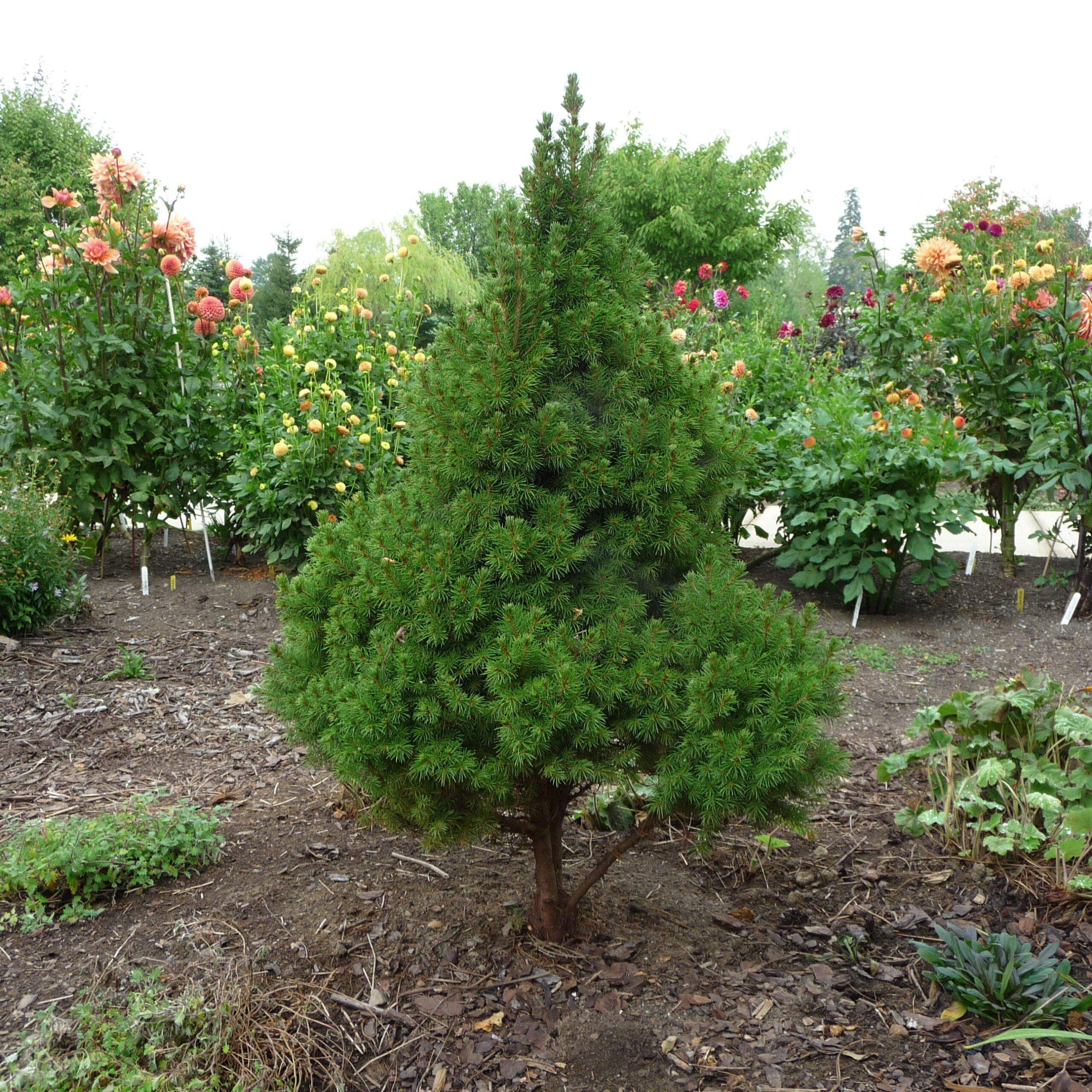 Picea glauca 'Conica' - Dwarf Alberta Spruce - Image 2