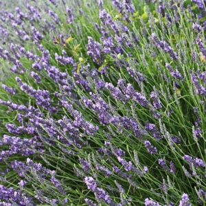 Lavandula x intermedia 'Provence'  - Provence Lavender