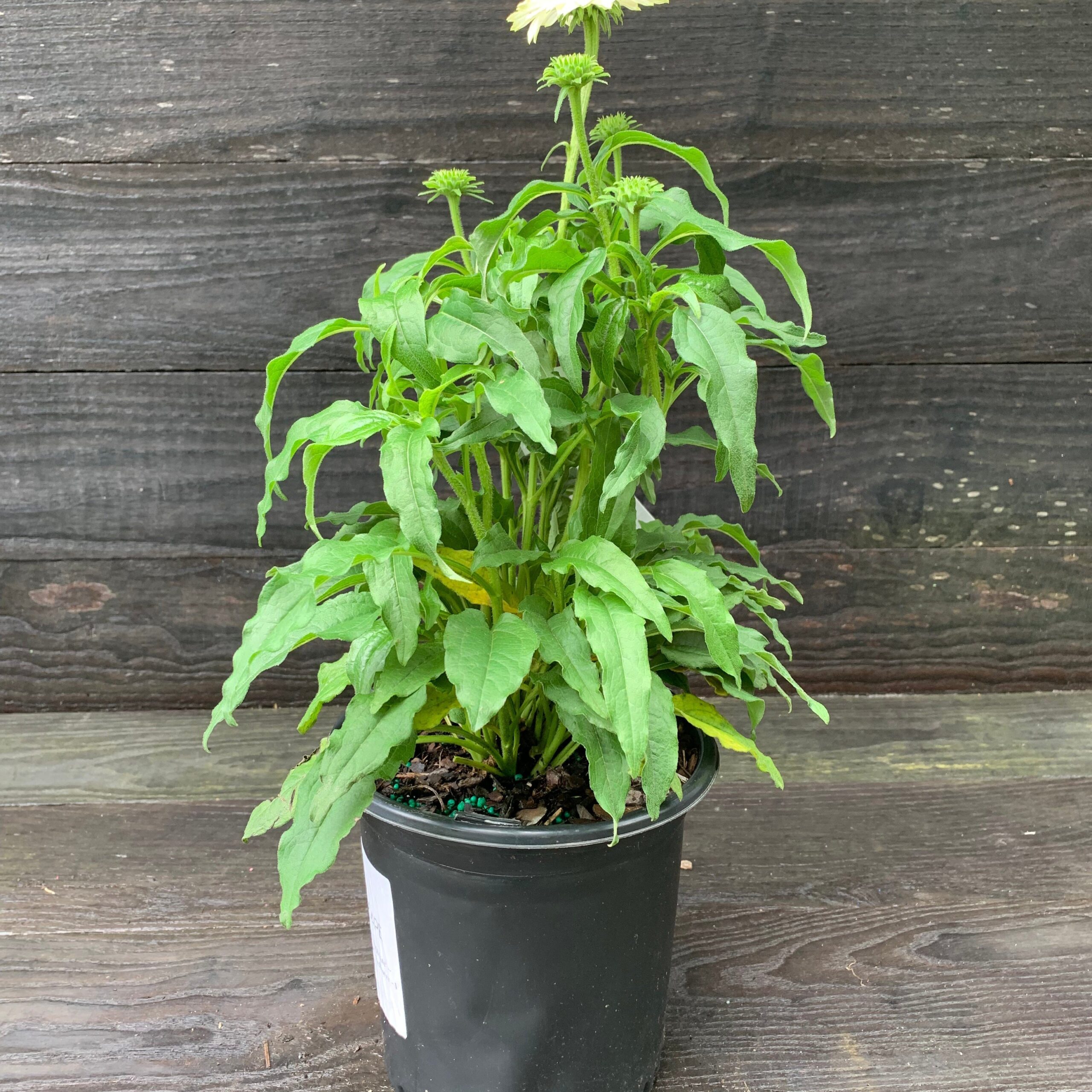 Echinacea purpurea 'PowWow White' - PowWow® White Echinacea, Coneflower - Image 2