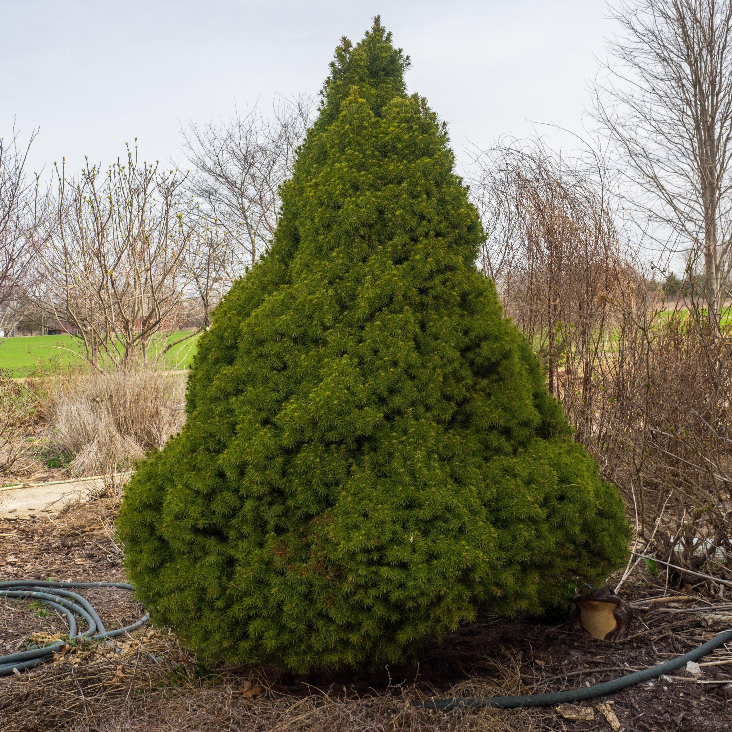 Picea glauca 'Conica' - Dwarf Alberta Spruce