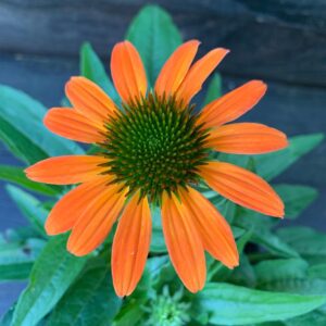 Echinacea 'PAS1308374'  - Artisan™ Soft Orange Coneflower