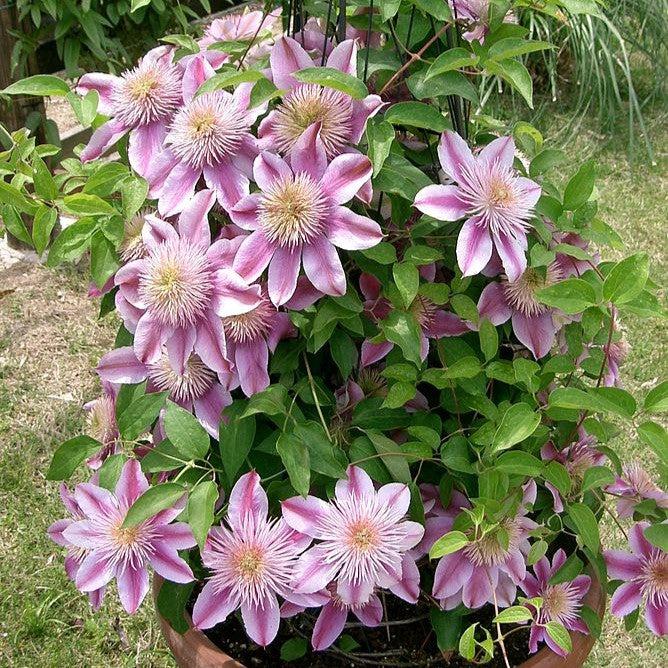 Clematis 'Evijohil' - Josephine™ Clematis