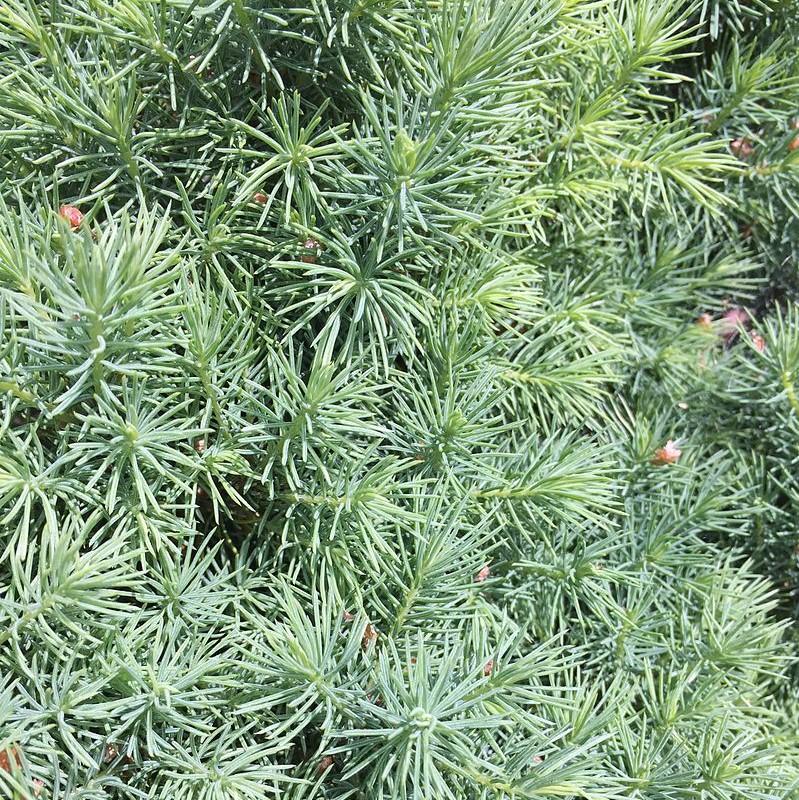 Picea glauca 'Conica' - Dwarf Alberta Spruce - Image 4