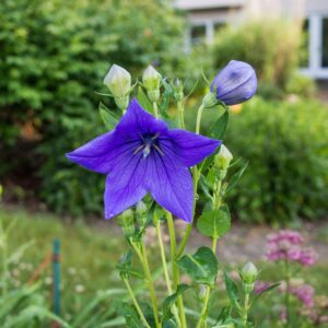 Platycodon grandiflorus 'Sentimental Blue'  - Sentimental Blue Balloon Flower