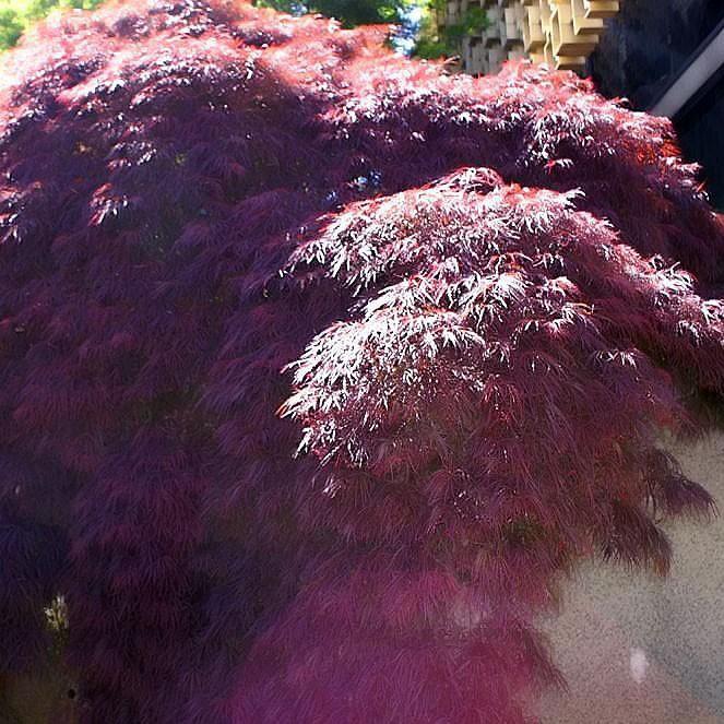 Acer palmatum var. dissectum 'Crimson Queen' - Crimson Queen Japanese Maple