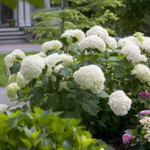 Hydrangea arborescens 'Abetwo'  - Proven Winners® Incrediball® Smooth Hydrangea