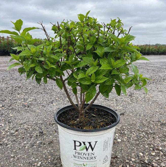 Hydrangea paniculata 'Limelight' - Proven Winners® Limelight® Hydrangea - Image 7