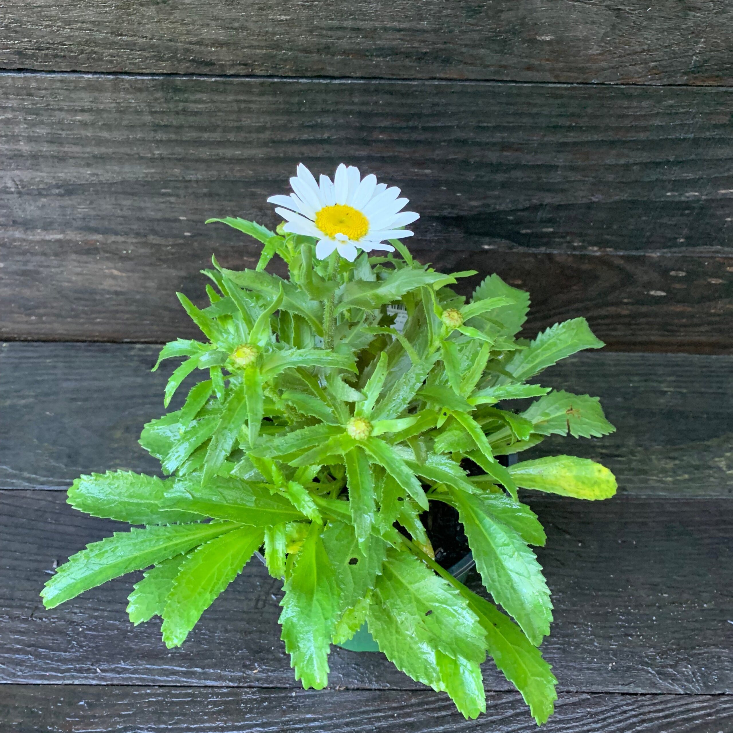 Leucanthemum x superbum 'Snowcap' - Snowcap Shasta Daisy - Image 3