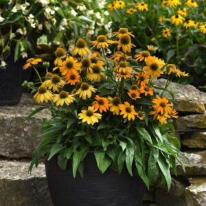 Echinacea 'PAS1303304'  - Artisan™ Yellow Ombre Coneflower