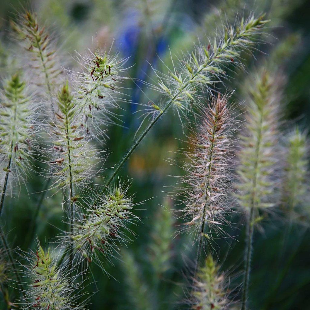 Pennisetum alopecuroides 'Little Bunny' - Little Bunny Fountain Grass