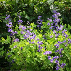 Baptisia australis  - Blue False Indigo