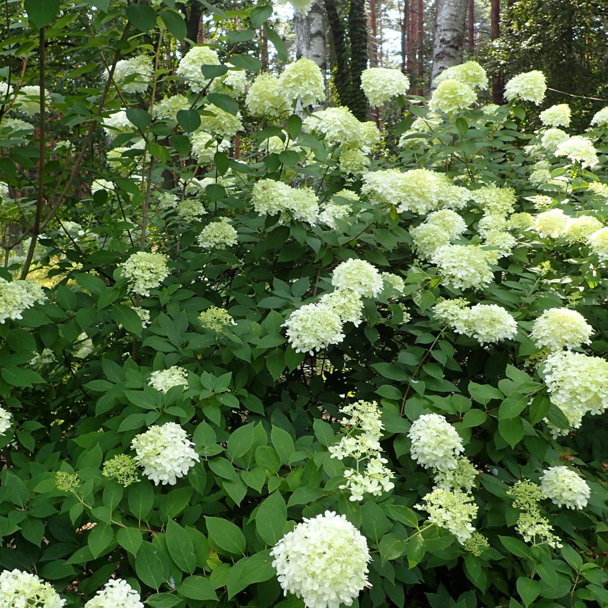 Hydrangea paniculata 'Limelight' - Proven Winners® Limelight® Hydrangea