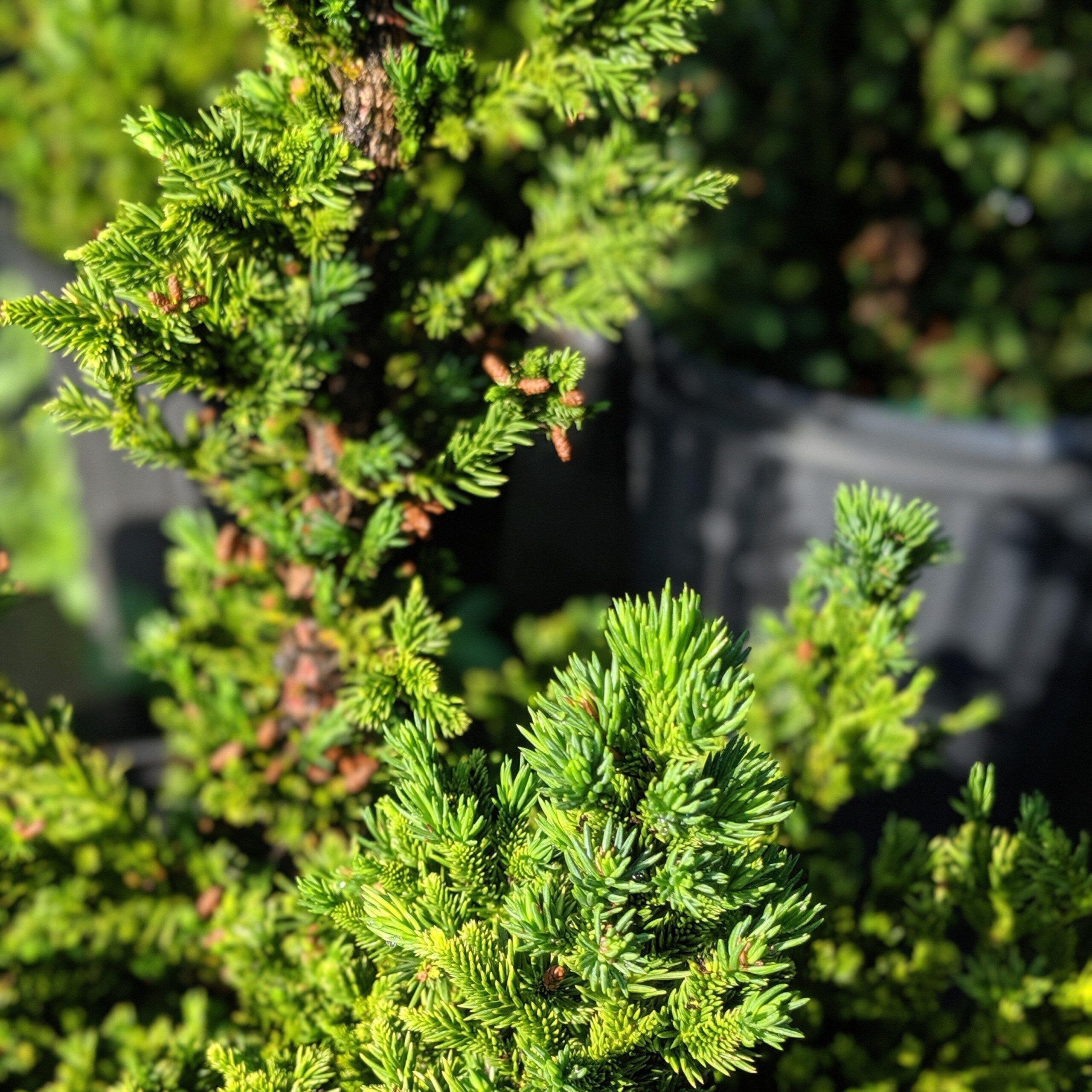 Cryptomeria japonica 'Black Dragon' - Black Dragon Japanese Cedar - Image 4