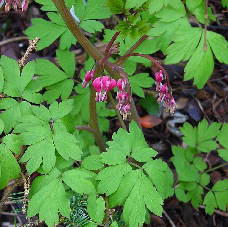 Dicentra spectabilis - Asian Bleeding Heart - Image 5