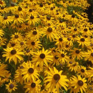 Rudbeckia fulgida var. sullivantii 'Gold Blitz'  - Gold Blitz Black-Eyed Susan