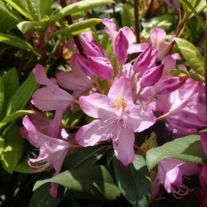 Rhododendron maximum 'Independence'  - Independence Rosebay Rhododendron