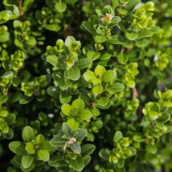 Buxus microphylla japonica 'Gregem' - Baby Gem™ Boxwood - Image 3