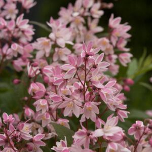 Deutzia 'NCDX2'  - Yuki Cherry Blossom® Deutzia