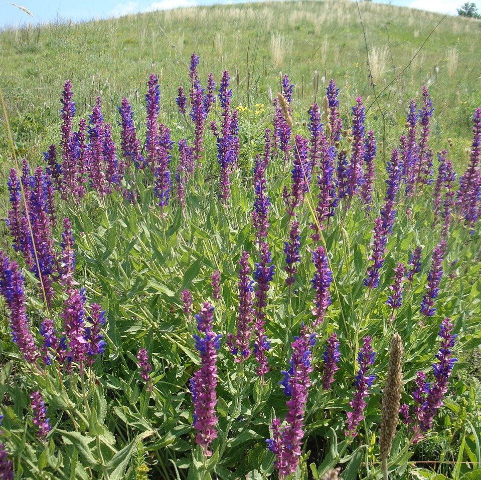 Salvia nemorosa 'ALKLF' PP #28,393 - Blue Bouquetta Meadow Sage - Image 2