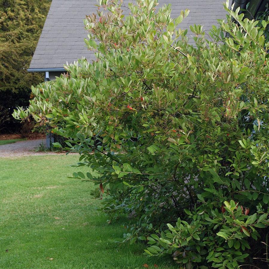 Aronia arbutifolia 'Brilliantissima' - Brilliant Red Chokeberry - Image 3