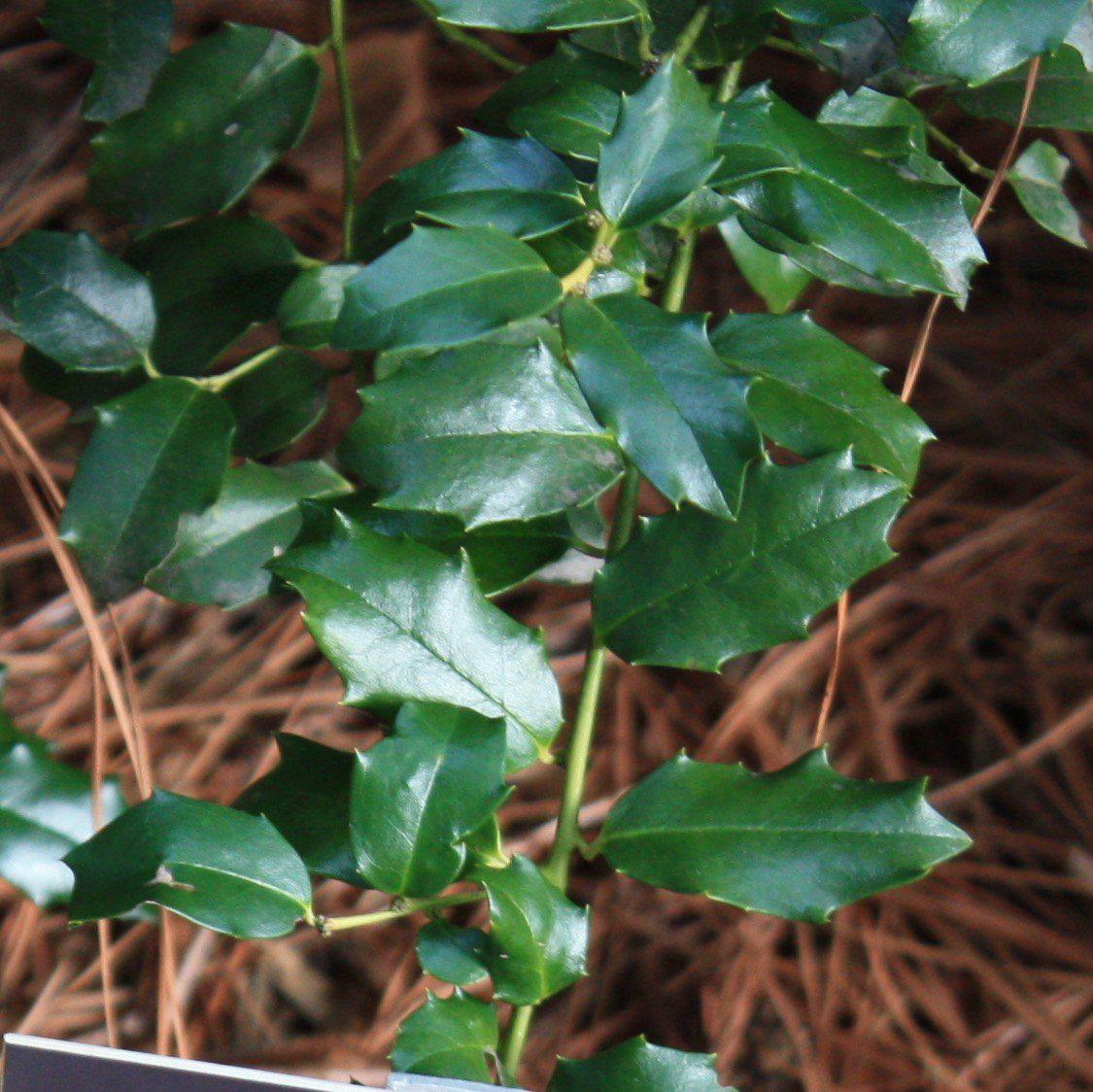 Ilex x meserveae 'Mesog' - China Girl® Holly - Image 3